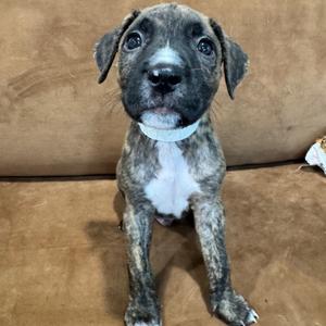A brindle and white puppy sitting on a brown couch, looking directly at the camera with big, expressive eyes.
