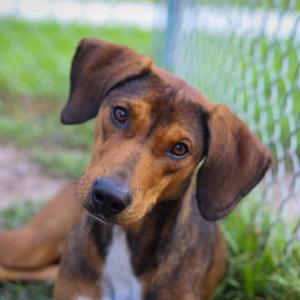 BUSTER (647), Hound, young, available for adoption