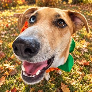 BANDIT (693), Catahoula Leopard Dog, adult, available for adoption