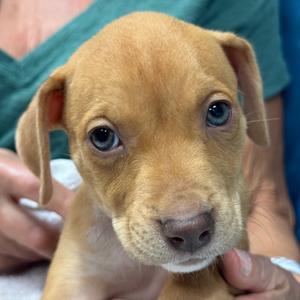 RED (688), Terrier, Pit Bull, puppy, available for adoption