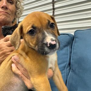 QUEENIE (689), Terrier, Pit Bull, puppy, available for adoption
