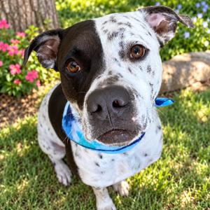 INKY, Pointer, German Shorthaired, adult, available for adoption