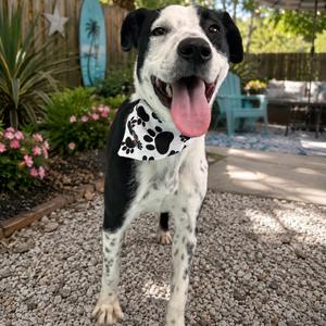 STAN (646), Collie, Border, adult, available for adoption