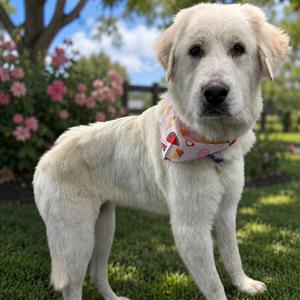 MABEL (649), Pyrenees, Great, adult, available for adoption