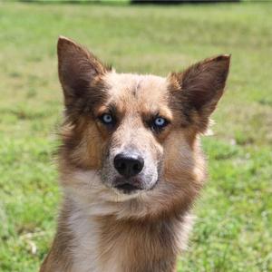 A close-up of a dog with blue eyes and brown fur, standing in a grassy field.