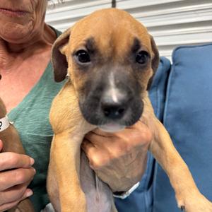 SPADE (690), Terrier, Pit Bull, puppy, available for adoption