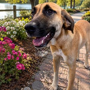 HOPE (671), Shepherd, Anatolian, young, available for adoption
