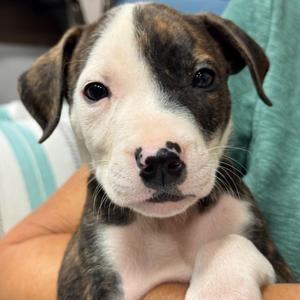 DEXTER (685), Terrier, Pit Bull, puppy, available for adoption
