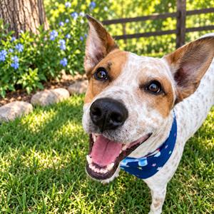 ELFIE, Cattle Dog, Australian (Red Heeler), adult, available for adoption