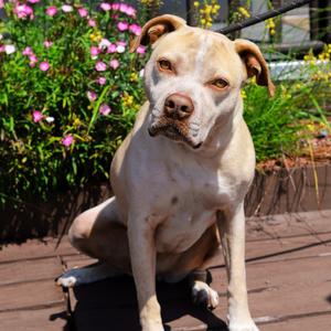 LUNA, Terrier, American Staffordshire, adult, available for adoption