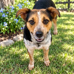 JADE (599), Cattle Dog, Australian (Blue Heeler), adult, available for adoption