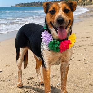 JADE (599), Cattle Dog, Australian (Blue Heeler), adult, available for adoption