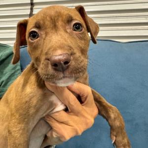 TIP (687), Terrier, Pit Bull, puppy, available for adoption