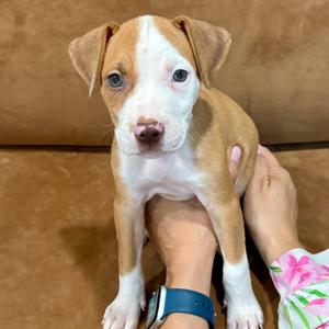 REBA (686), Terrier, Pit Bull, puppy, available for adoption