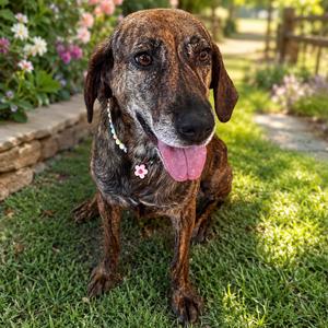JUNIPER, Hound, adult, available for adoption