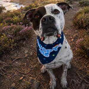 INKY (220), Pointer, German Shorthaired, adult, available for adoption