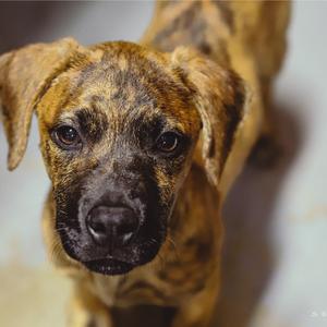 SAWYER (638), Hound, puppy, available for adoption