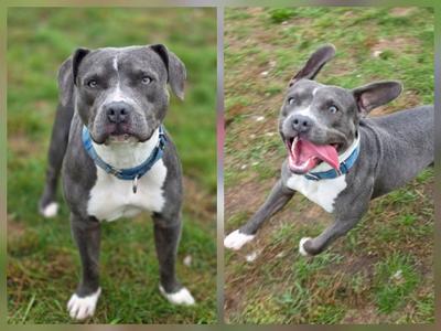 A collage of two images of a gray and white dog. On the left, the dog is standing on grass, looking at the camera with a blue collar. On the right, the dog is running on grass with its mouth open and tongue out.