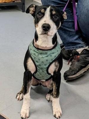 Kona, Hound / Terrier, young, available for adoption