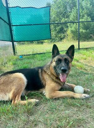 Sage, German Shepherd Dog, adult, available for adoption