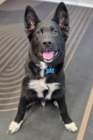A black and white dog with a blue bone-shaped tag on its collar, sitting on a patterned floor.