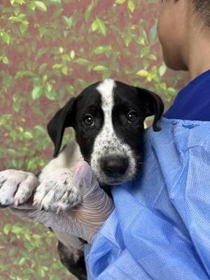 Bits, Retriever / Mixed Breed, young, available for adoption