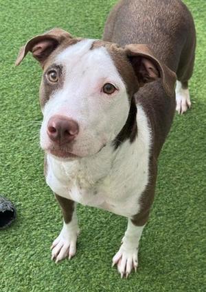 Ariel, American Staffordshire Terrier / Mixed Breed, adult, available for adoption