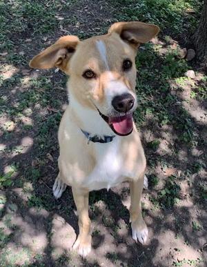 Beauregard, Labrador Retriever / Mixed Breed, senior, available for adoption