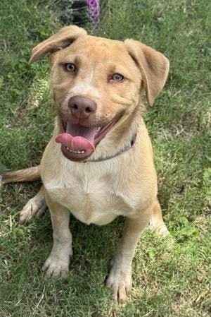 Anthony, Shepherd / Mixed Breed, young, available for adoption