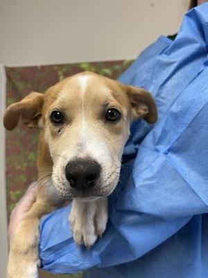 Agnes, Labrador Retriever / Terrier, young, available for adoption