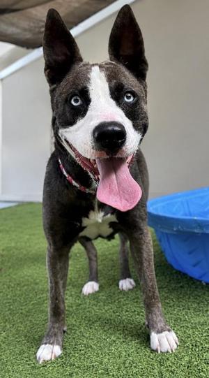 Adaline, American Staffordshire Terrier / Mixed Breed, adult, available for adoption