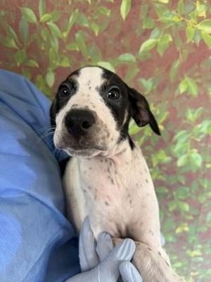 Beatle, Terrier / Mixed Breed, young, available for adoption