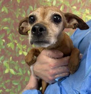 Almond, Chihuahua / Mixed Breed, senior, available for adoption
