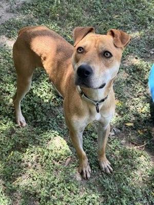 Billie, Labrador Retriever / Mixed Breed, adult, available for adoption