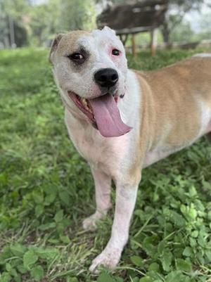 Anita, American Staffordshire Terrier / Mixed Breed, adult, available for adoption