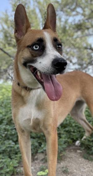 Amber, Shepherd / Mixed Breed, adult, available for adoption