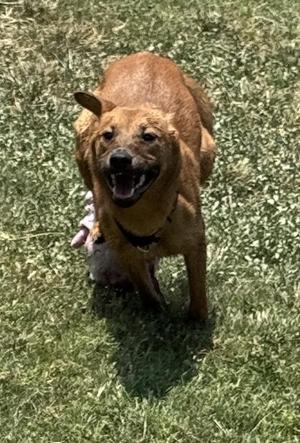 Bell, Shepherd / Mixed Breed, adult, available for adoption