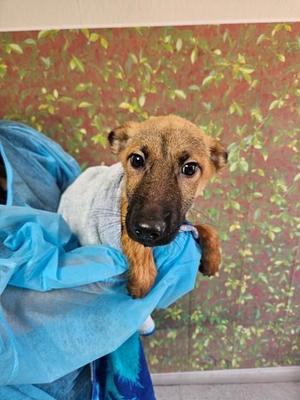 Berry, Shepherd / Mixed Breed, young, available for adoption