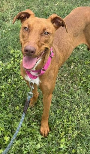 Azure, Shepherd / Terrier, adult, available for adoption