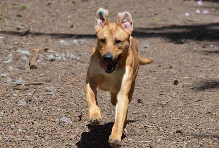 Dingo, Labrador Retriever / Affenpinscher, young, available for adoption