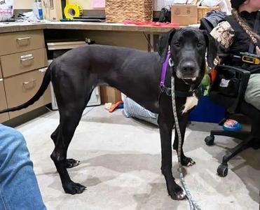 Lady, Great Dane, adult, available for adoption