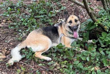 Remi, German Shepherd Dog, young, available for adoption
