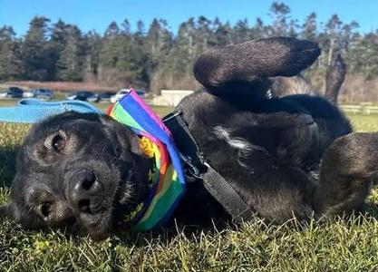Velma ICD-071-24, Belgian Shepherd / Malinois, adult, available for adoption