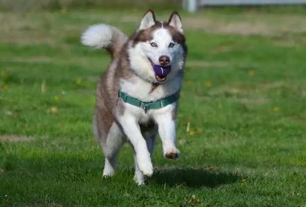Arrow OHD-179-25, Husky, adult, available for adoption