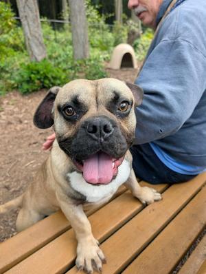 Quasimodo, American Bulldog / French Bulldog, young, available for adoption