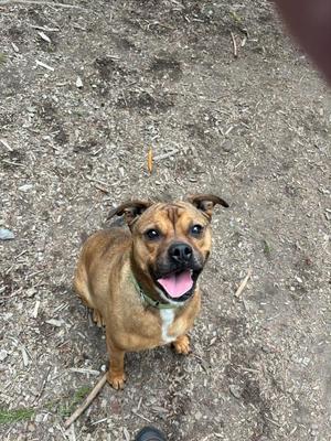 a brown dog with a black muzzle and ears, wearing a green collar, sitting on the ground and looking up with its mouth open