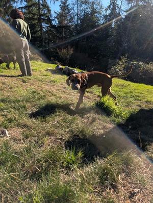 Hubert, Hound / Affenpinscher, puppy, available for adoption