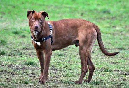A brown dog wearing a blue harness stands on a grassy field.