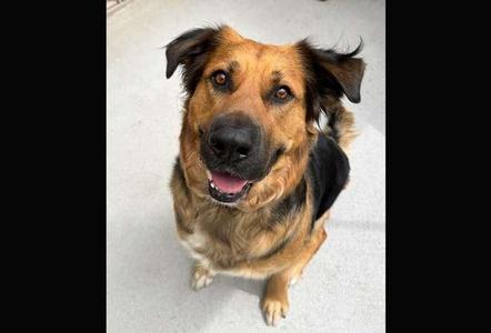 Leia, German Shepherd Dog, adult, available for adoption