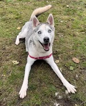 Nola OHD-088-25, Husky, adult, available for adoption